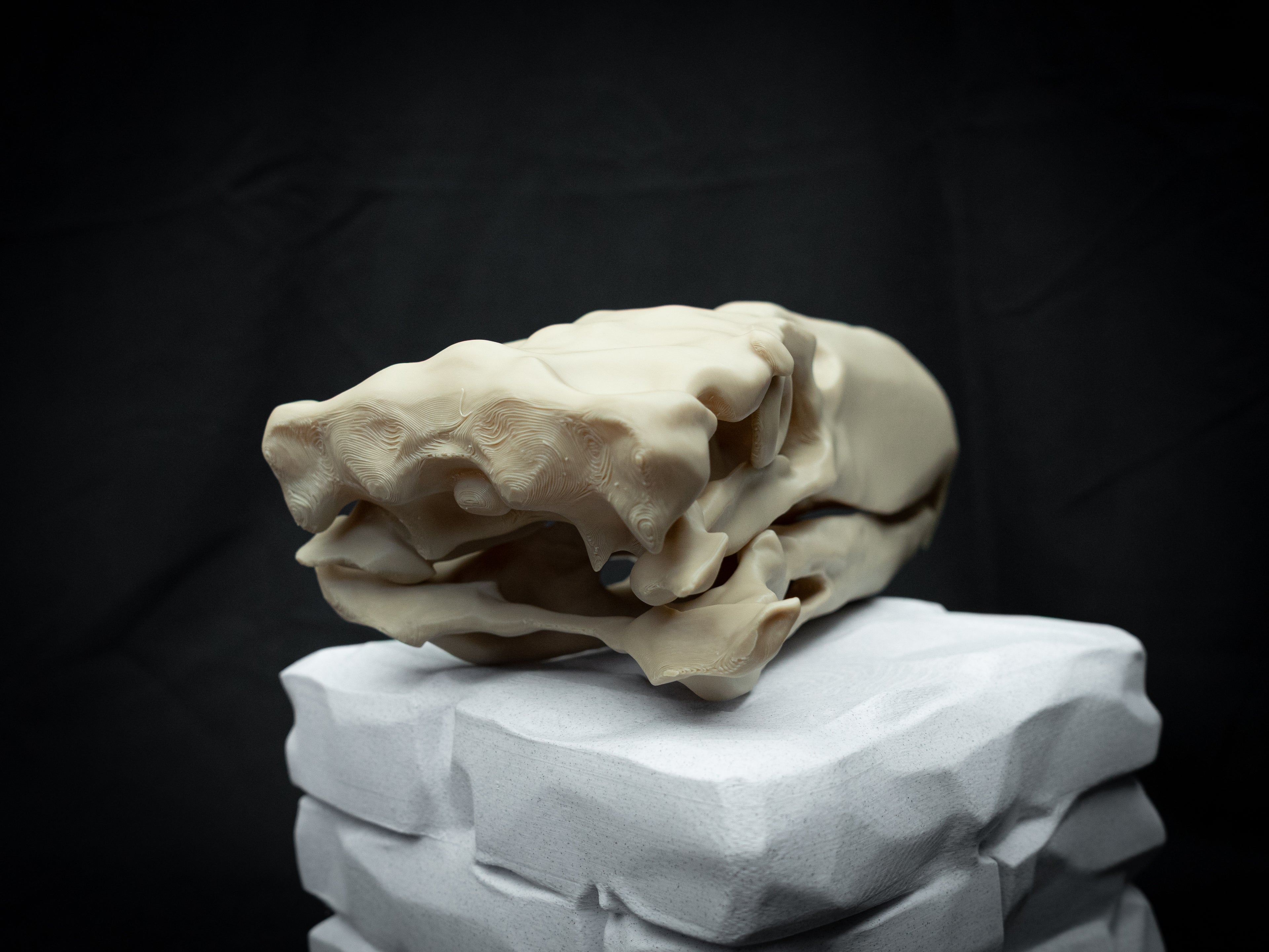 3D Printed Terror Bird Skull Replica – Scaled Down Bone Model Display