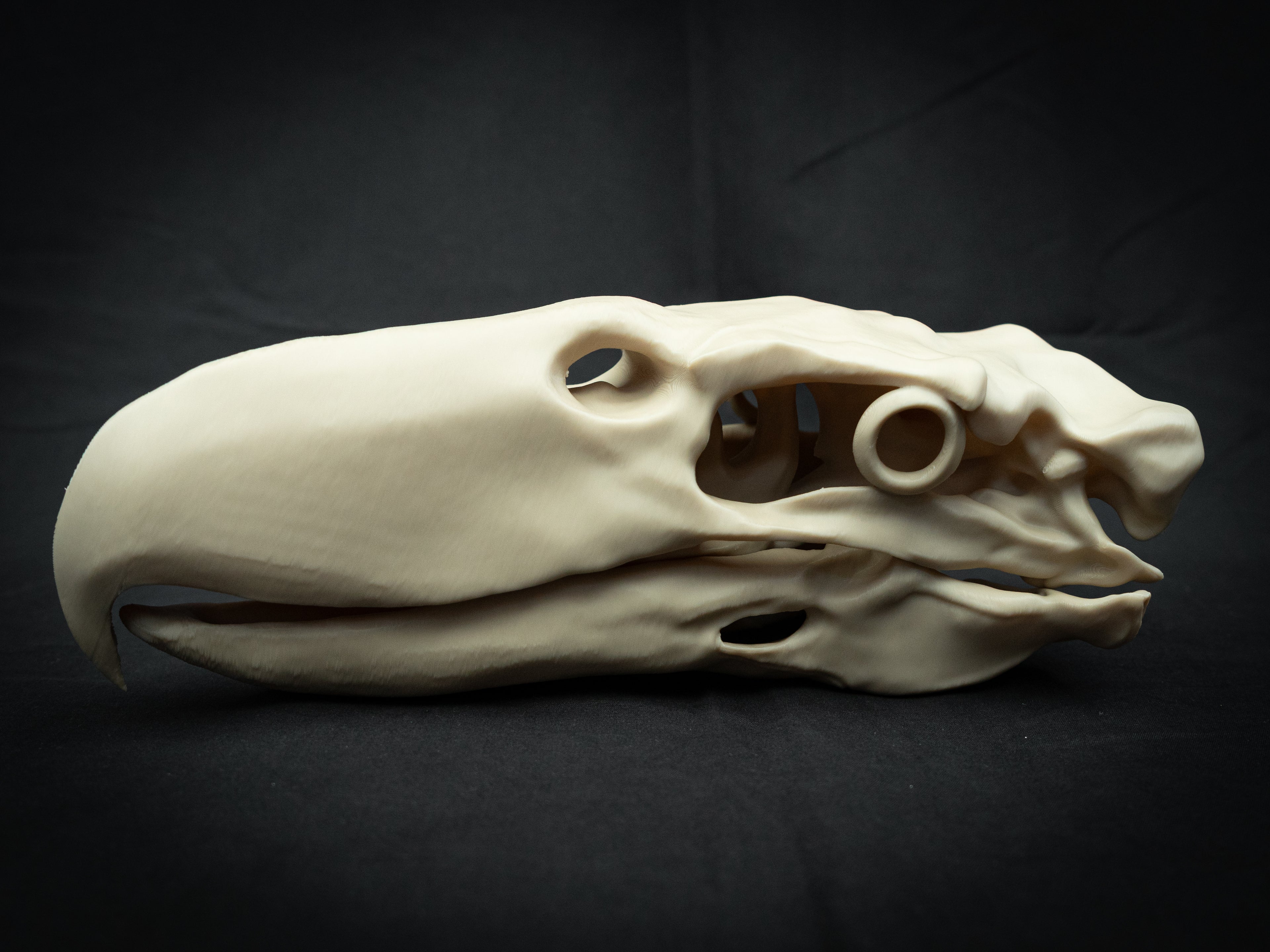 3D Printed Terror Bird Skull Replica – Scaled Down Bone Model Display