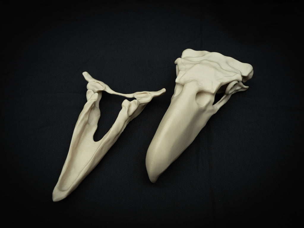 3D Printed Terror Bird Skull Replica – Scaled Down Bone Model Display
