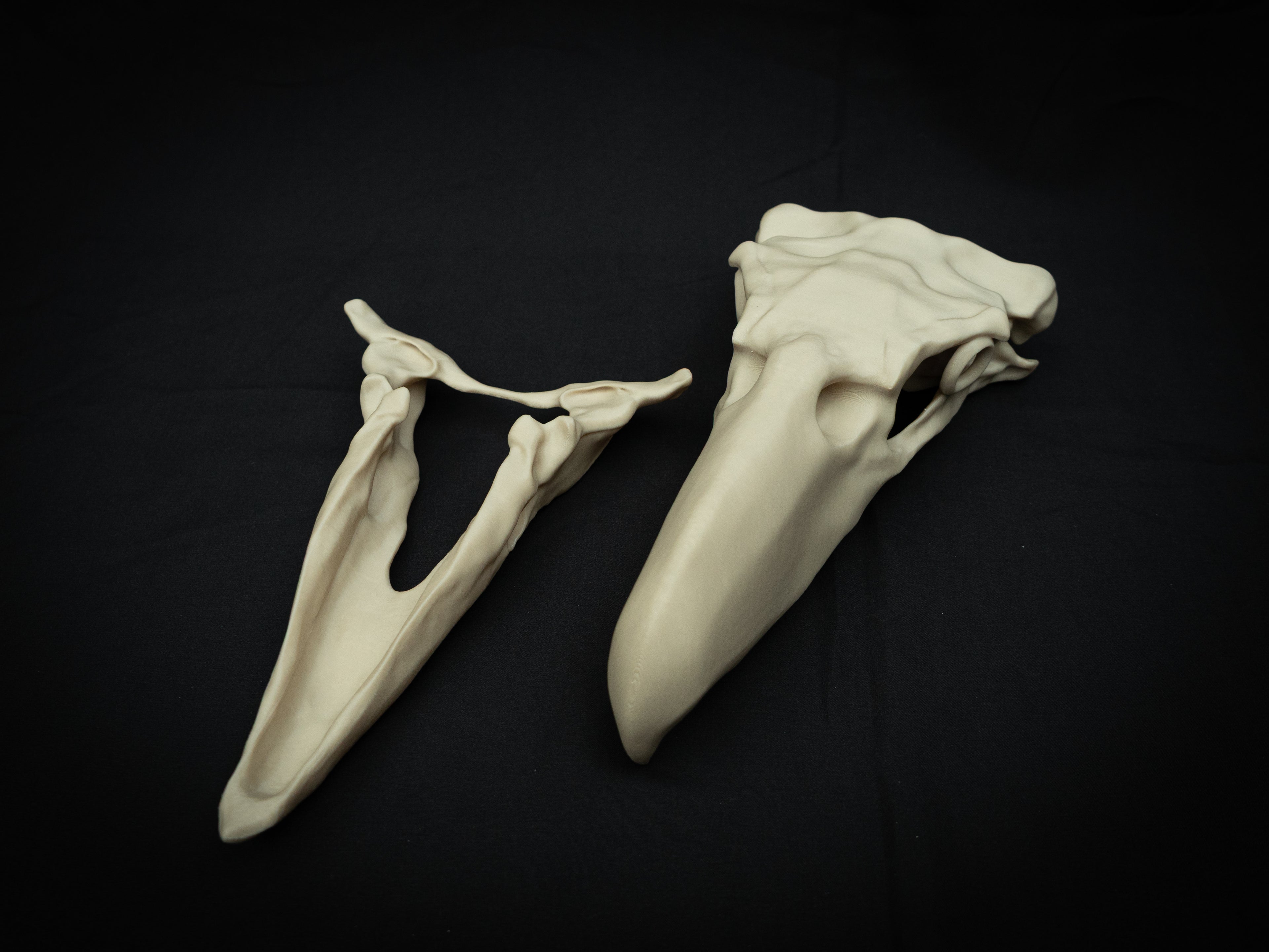 3D Printed Terror Bird Skull Replica – Scaled Down Bone Model Display