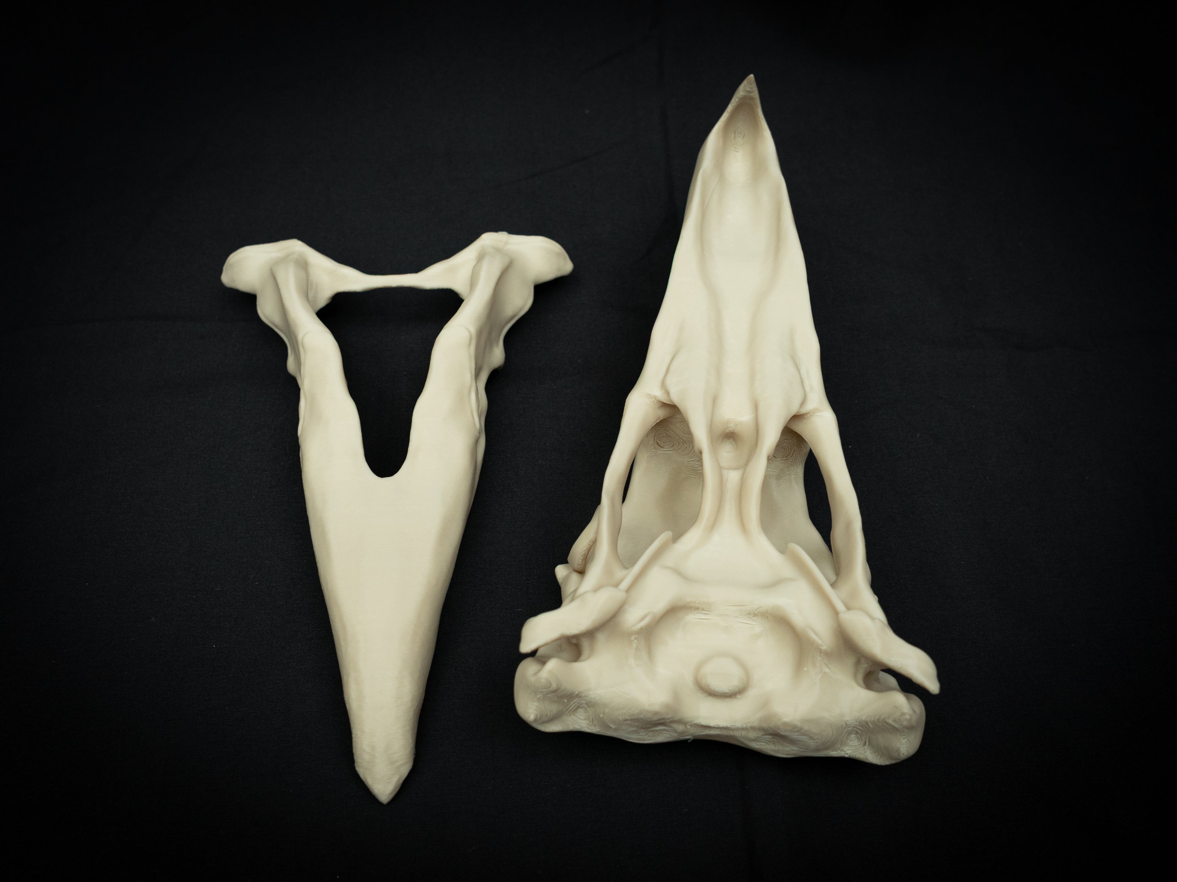 3D Printed Terror Bird Skull Replica – Scaled Down Bone Model Display