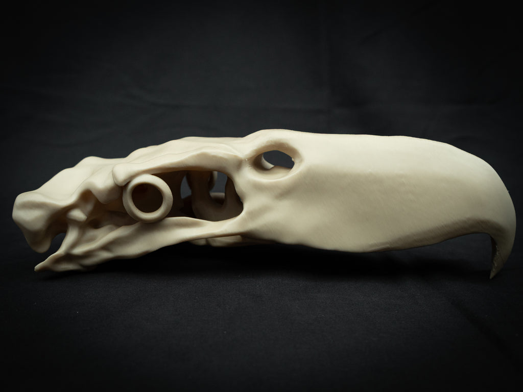 3D Printed Terror Bird Skull Replica – Scaled Down Bone Model Display