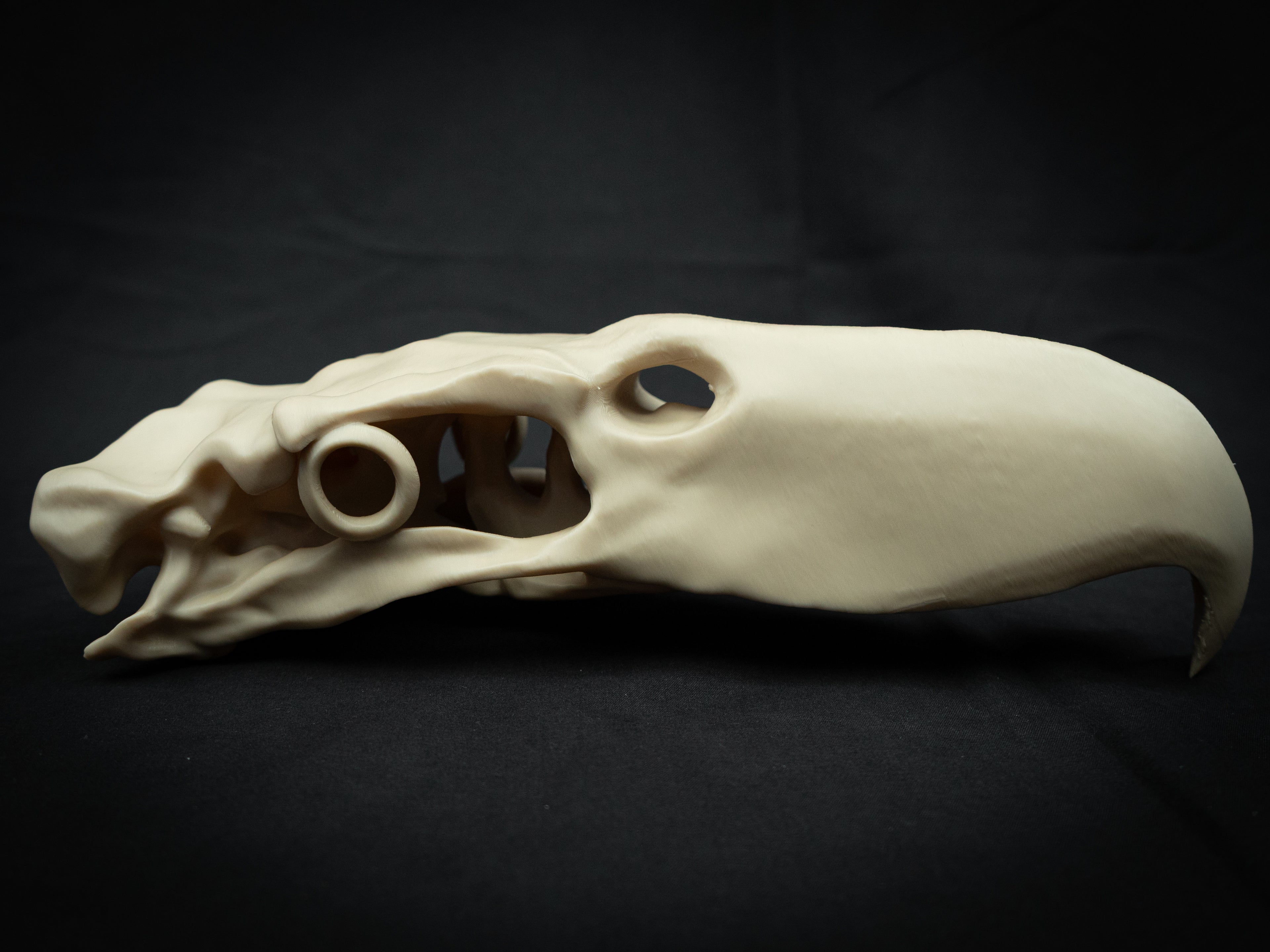 3D Printed Terror Bird Skull Replica – Scaled Down Bone Model Display