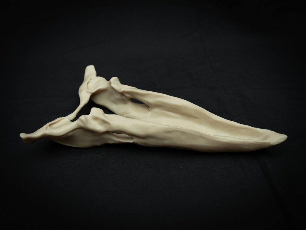 3D Printed Terror Bird Skull Replica – Scaled Down Bone Model Display