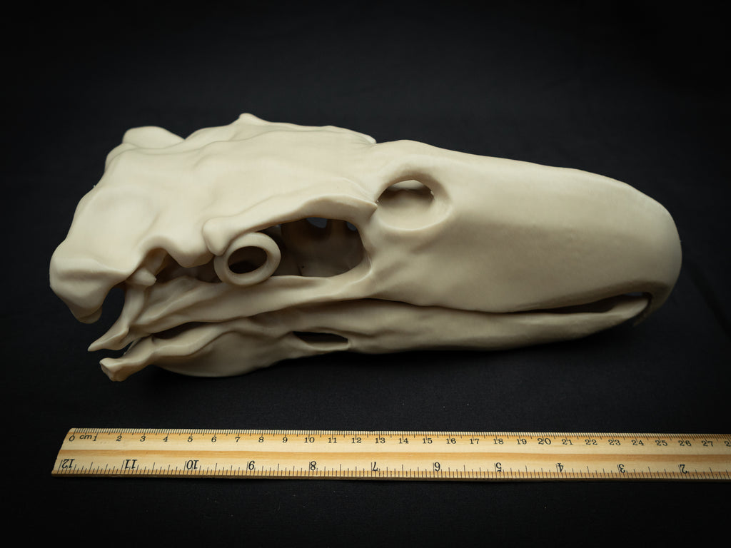 3D Printed Terror Bird Skull Replica – Scaled Down Bone Model Display
