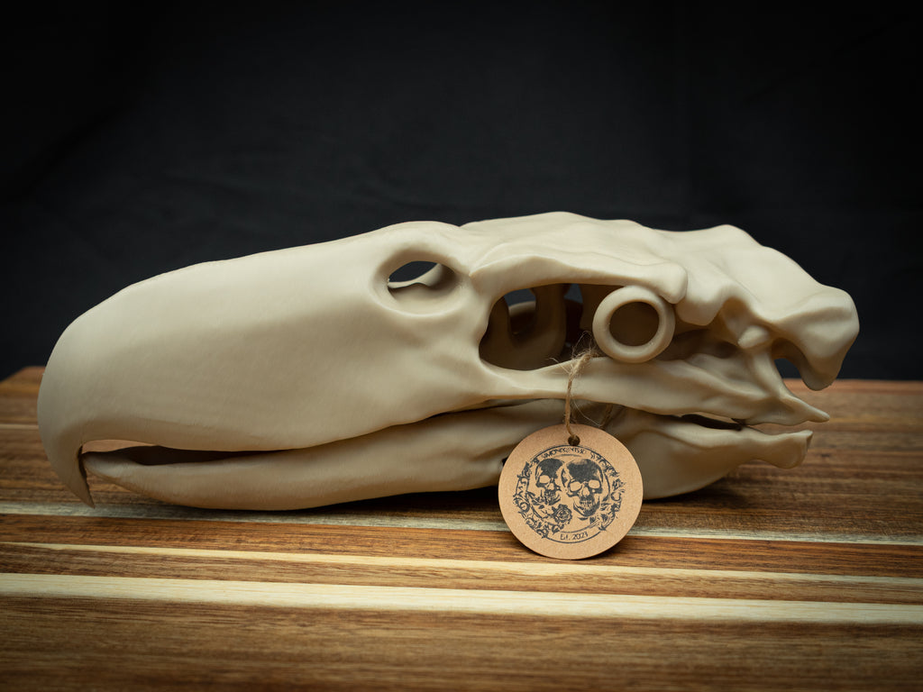 3D Printed Terror Bird Skull Replica – Scaled Down Bone Model Display