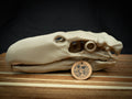 3D Printed Terror Bird Skull Replica – Scaled Down Bone Model Display