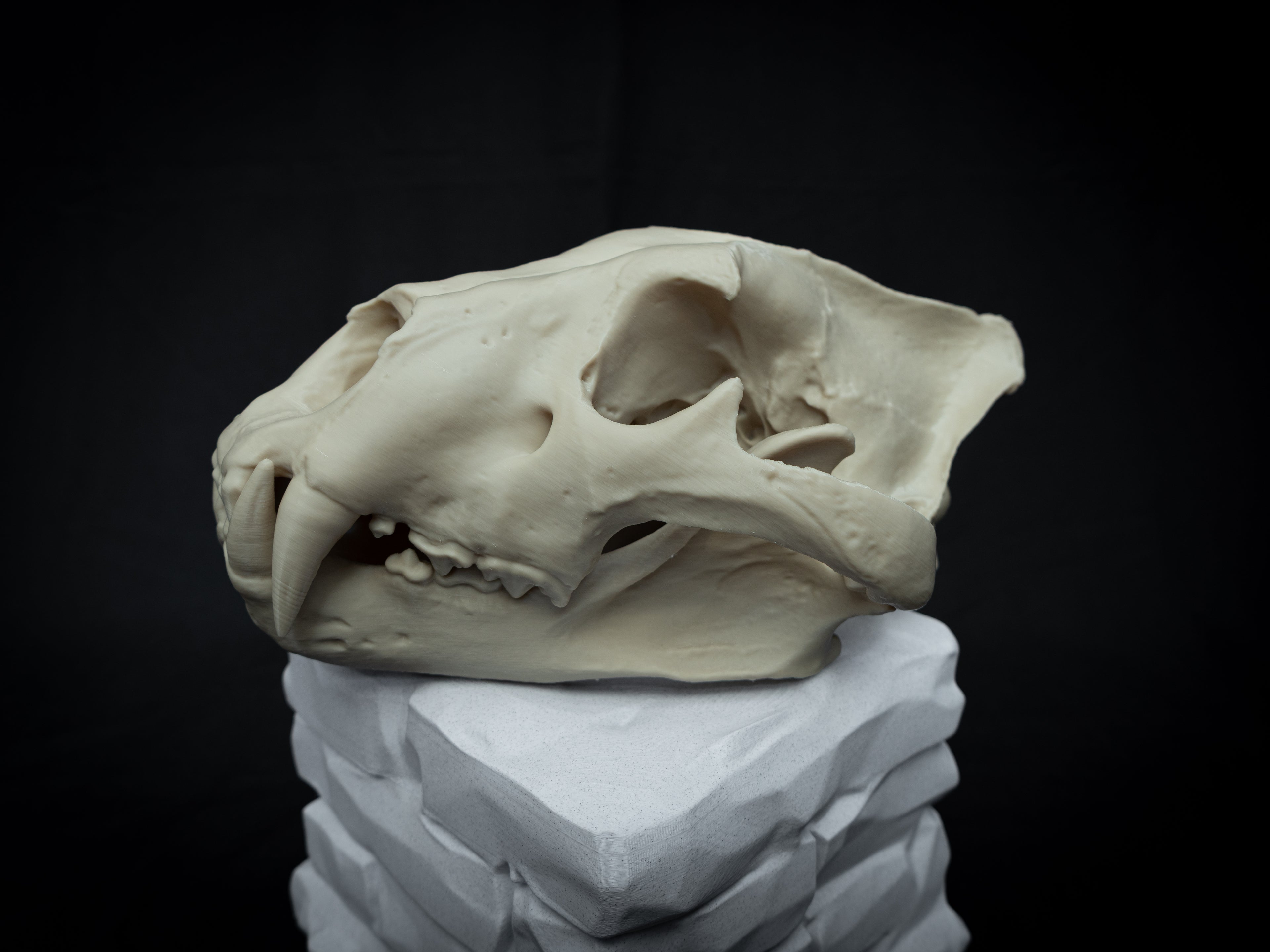 Life Size Lion Skull Replica – Realistic 3D Printed Bone Model