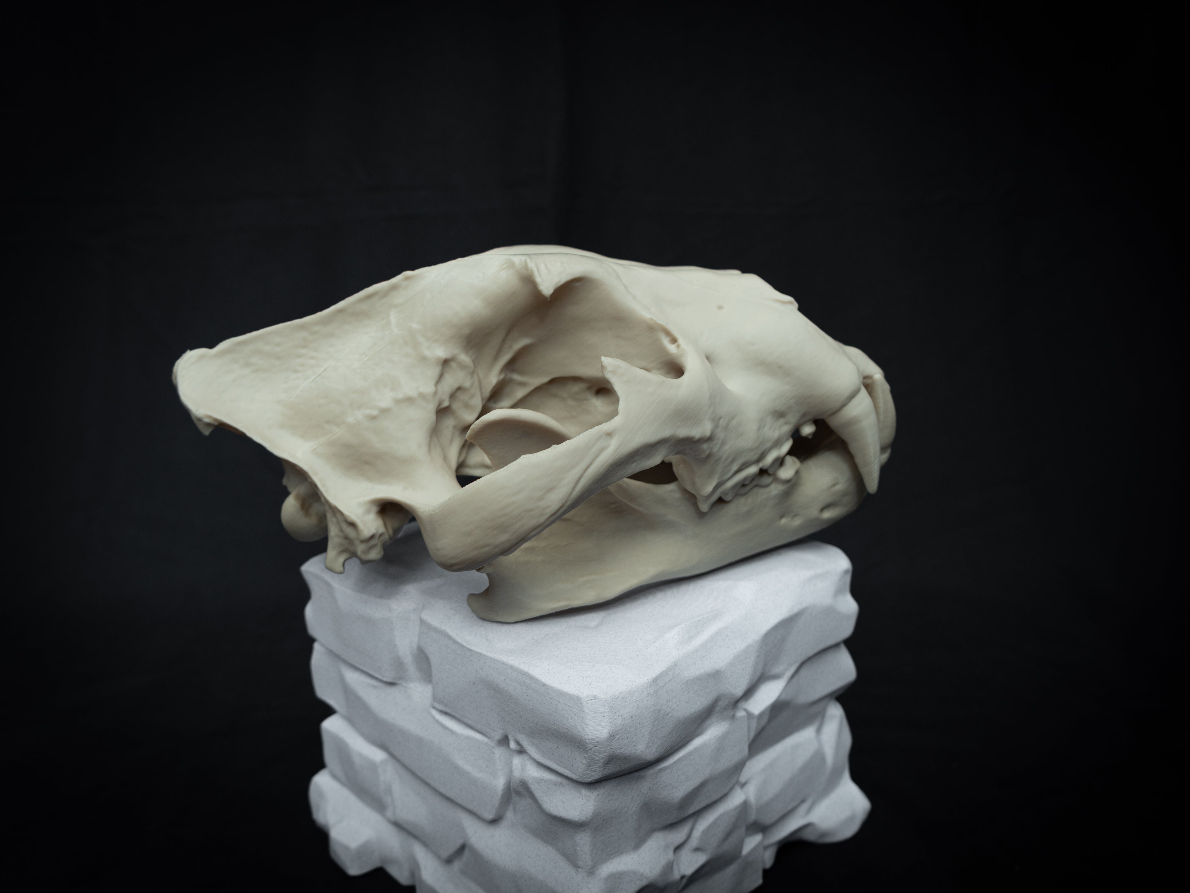 Life Size Lion Skull Replica – Realistic 3D Printed Bone Model