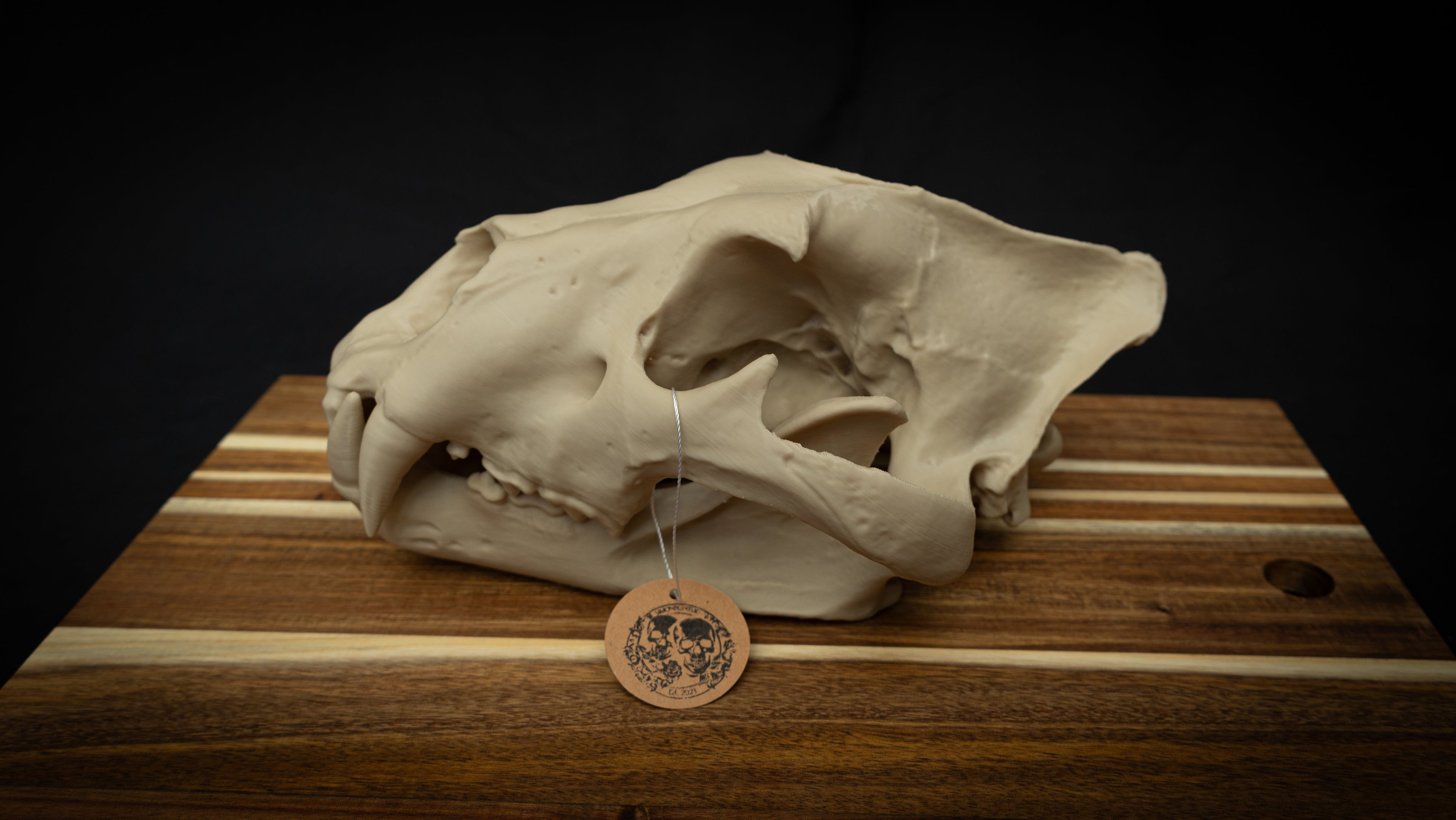 Life Size Lion Skull Replica – Realistic 3D Printed Bone Model