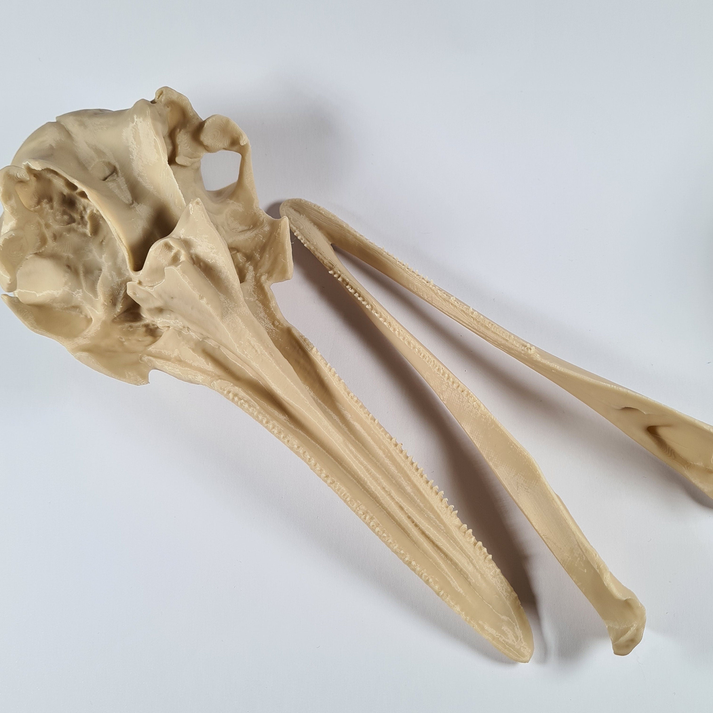 Dolphin Skull - 3D Print