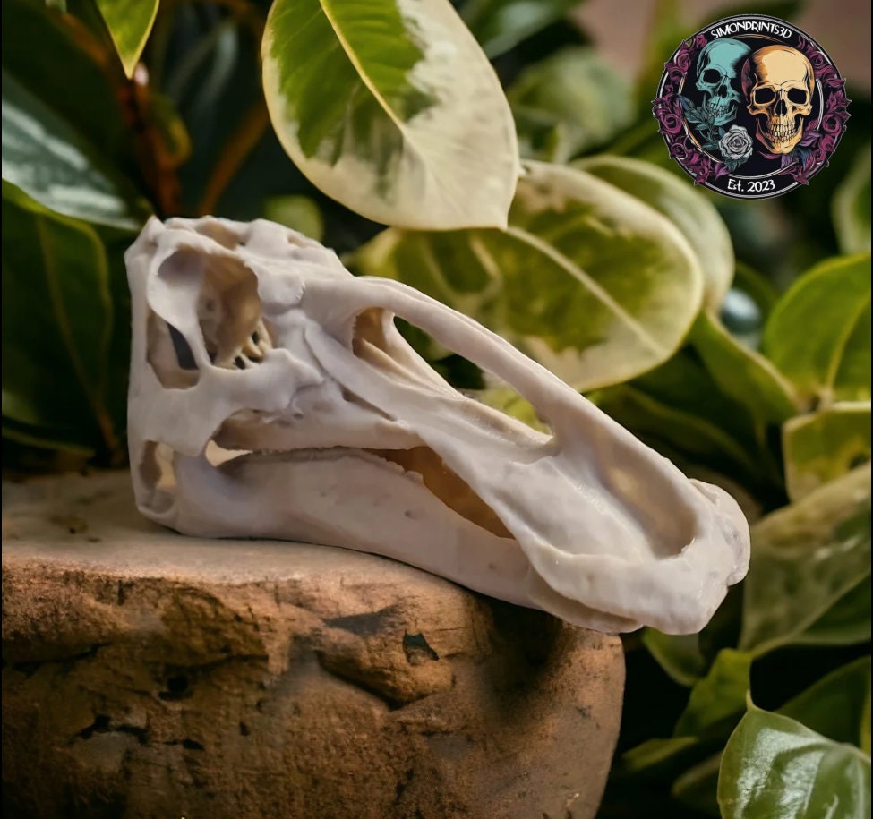 Edmontosaurus Dinosaur skull - 3D Print