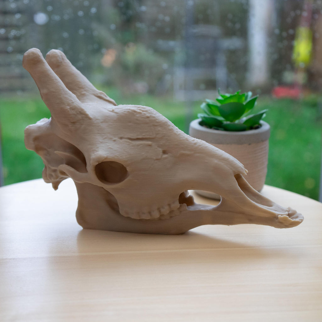Scaled-Down Giraffe Skull Replica – Realistic 3D Printed Bone Model