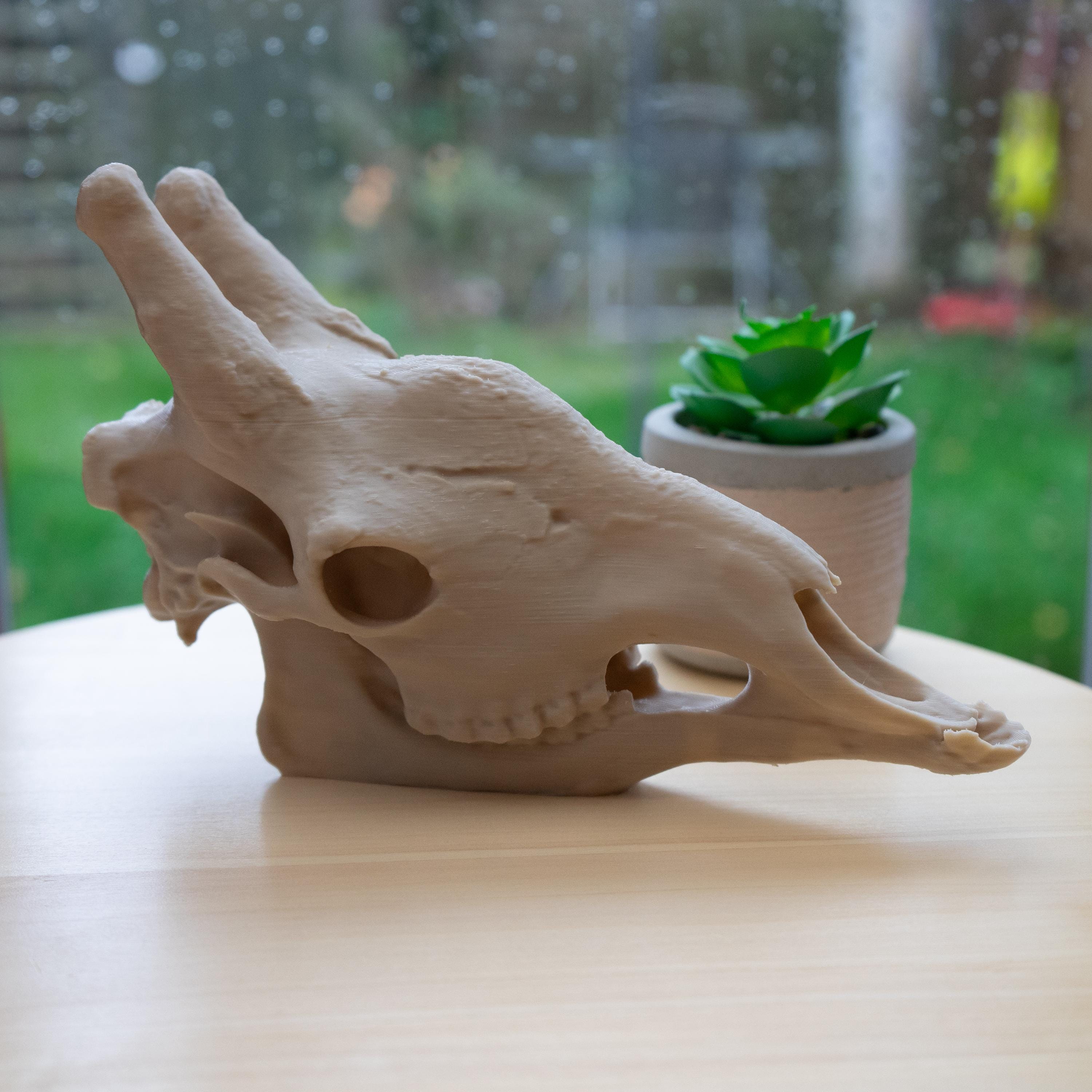 Scaled-Down Giraffe Skull Replica – Realistic 3D Printed Bone Model