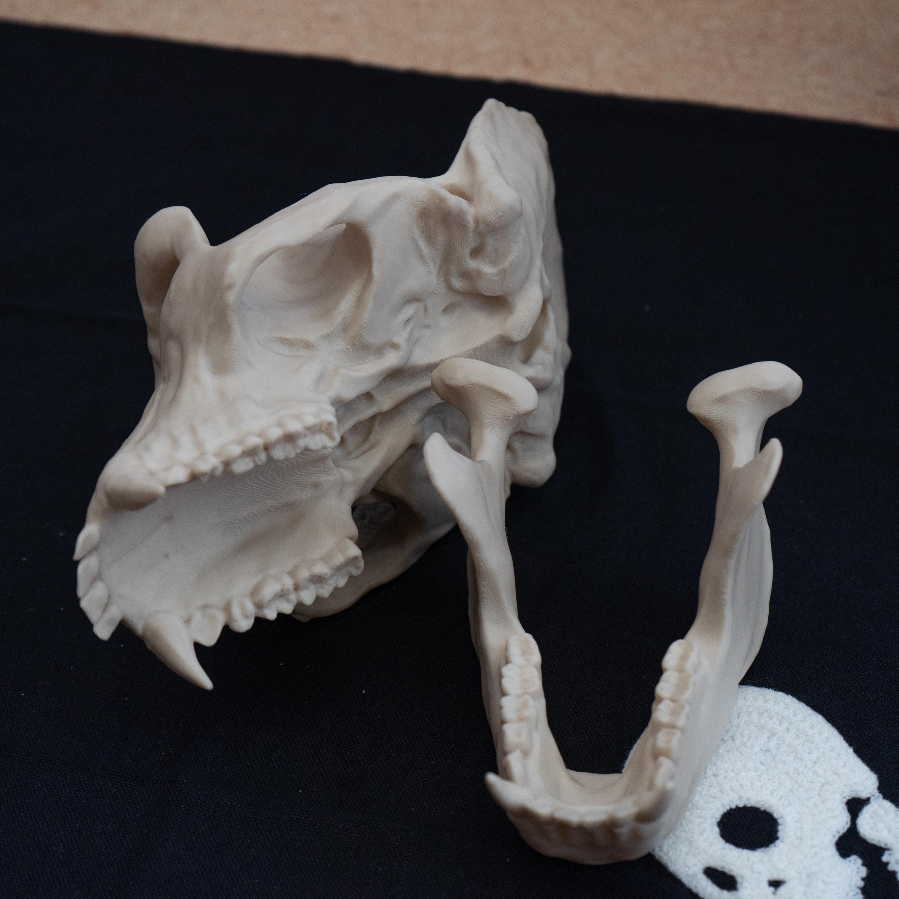 Hominids Skull Bundle - Life Size 3D Print (Human, Gorilla & Chimp)