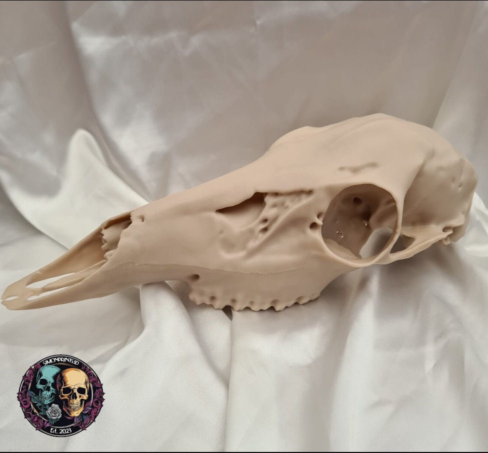 Deer skull - Life Size 3D Print