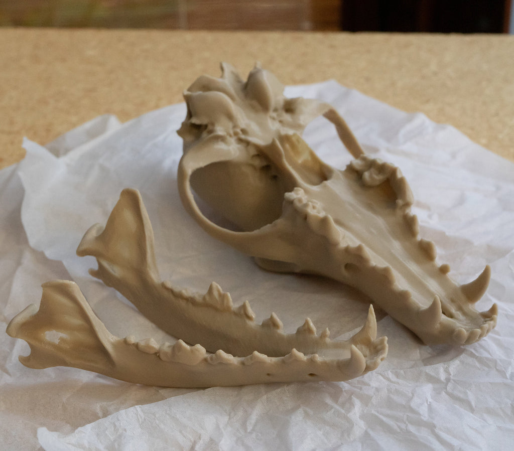 Coyote Skull - Life Size 3D Print