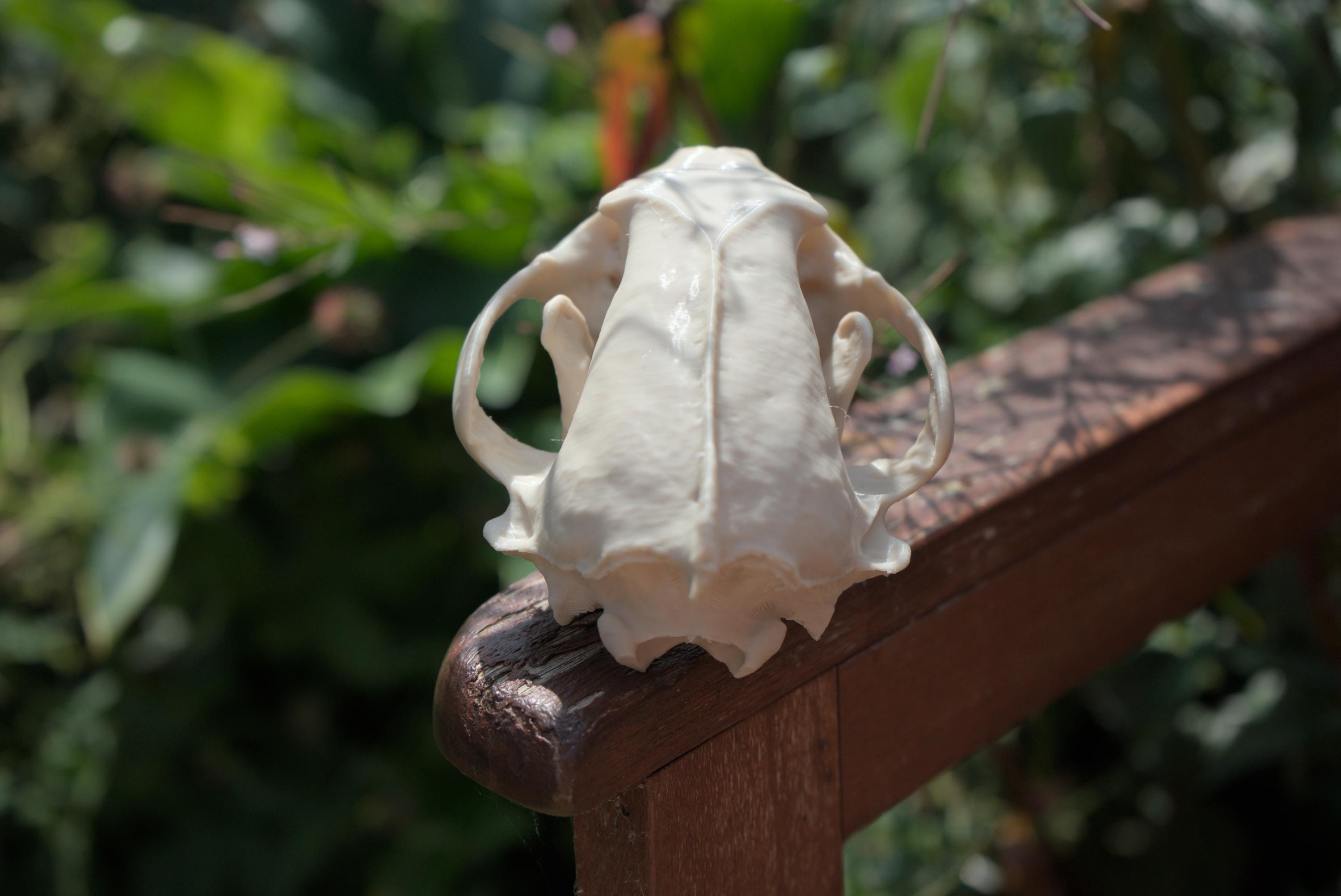 Life-Size Wolverine Skull Replica – Realistic 3D Printed Bone Model