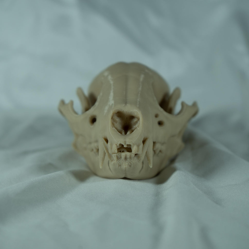 Raccoon Skull - Life Size 3D Print