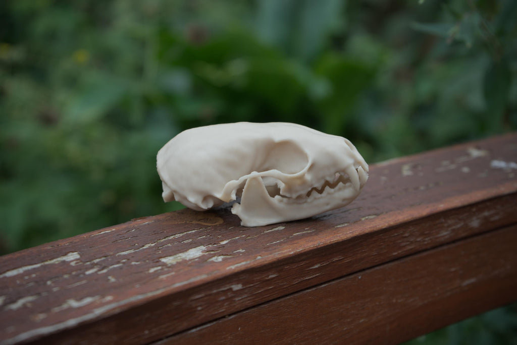 Pine Marten Skull - Life Size 3D Print