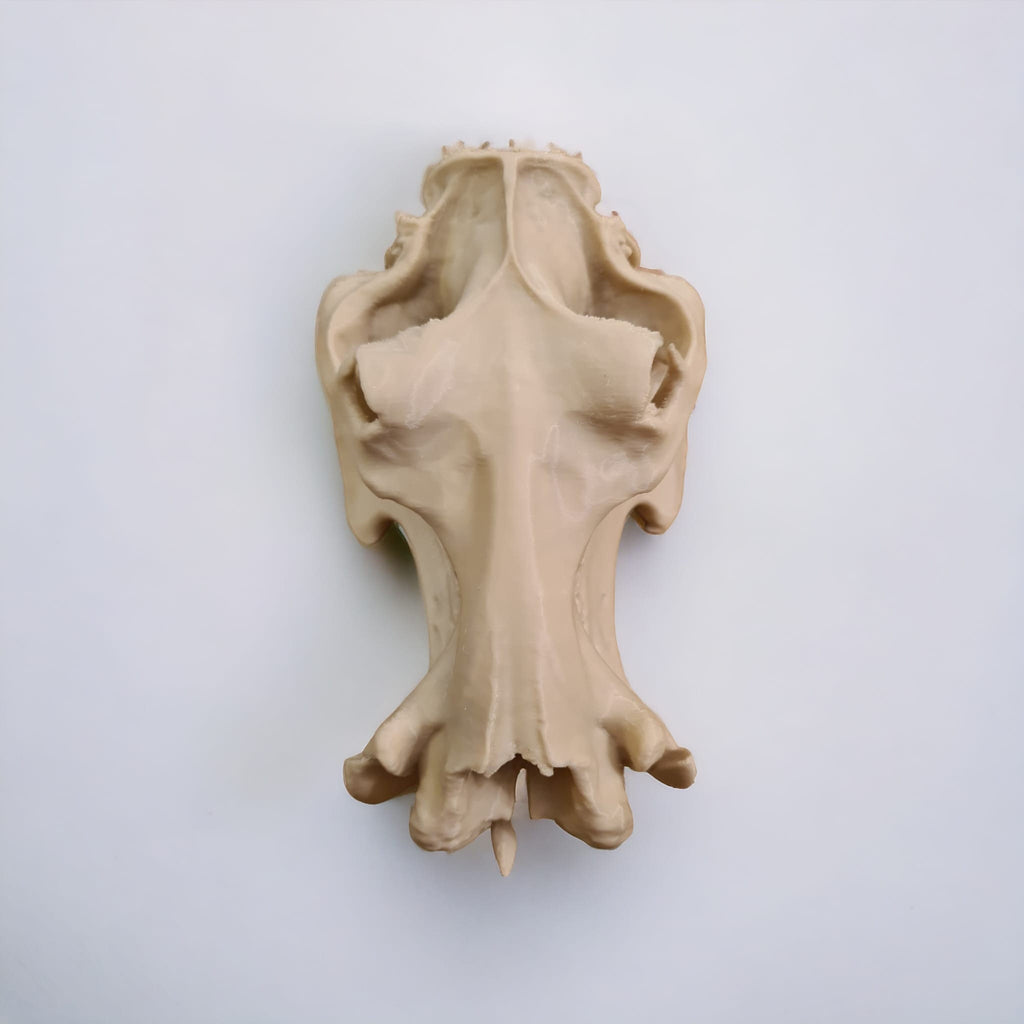 Scaled Down Hippo (Hippopotamus) Skull Replica – Realistic 3D Printed Bone Model