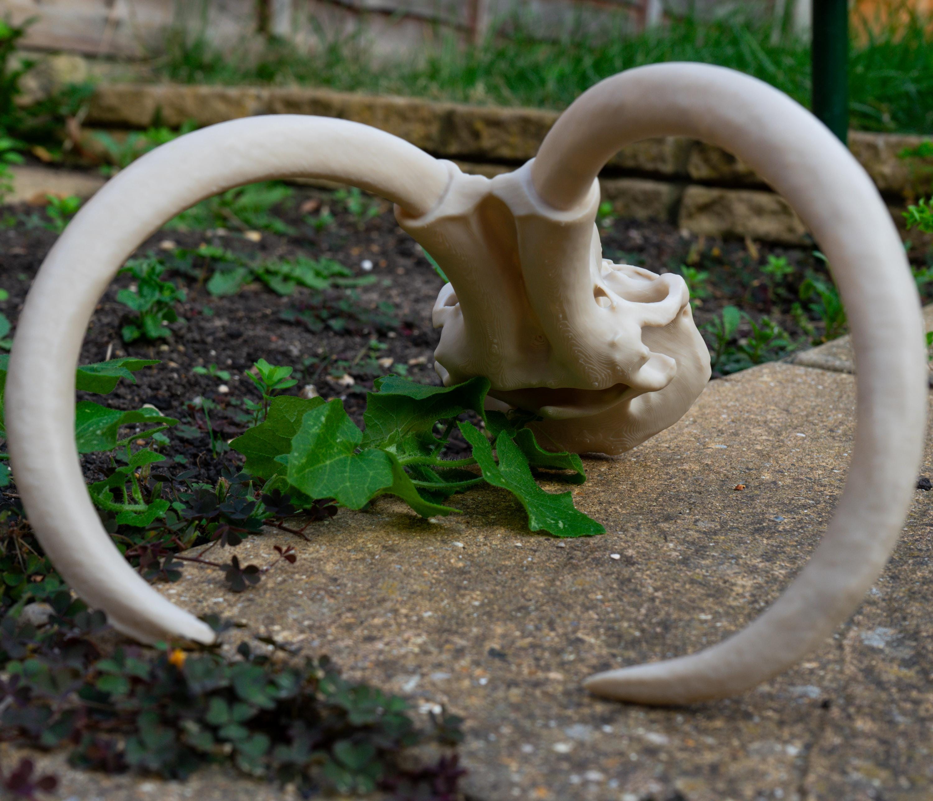 Scaled Down Woolly Mammoth Skull Replica – Realistic 3D Printed Bone Model