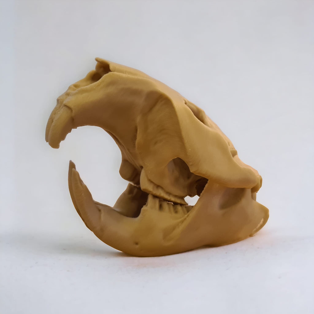 Beaver Skull - Life Size 3D Print
