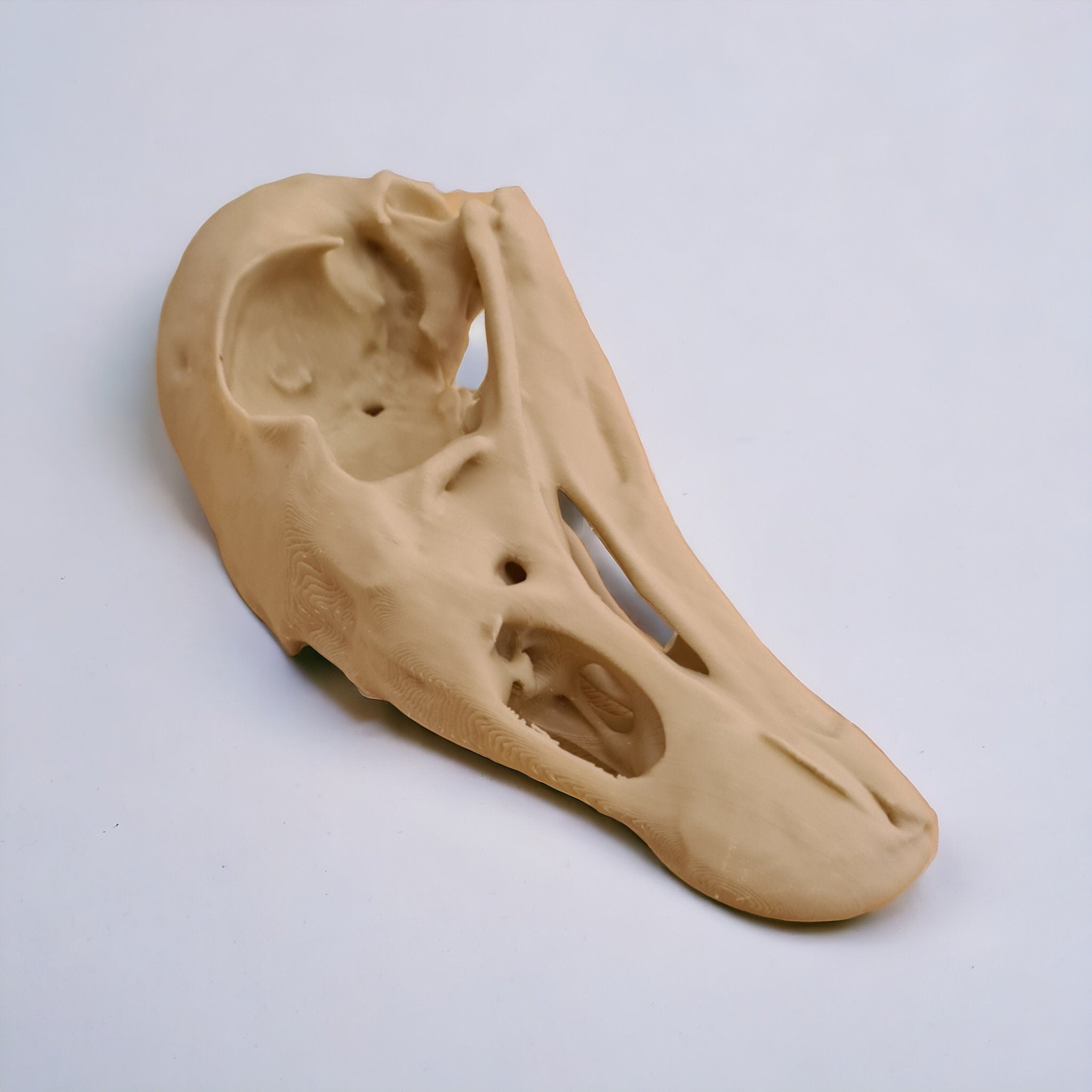 Black Vulture Skull - Life Size 3D Print