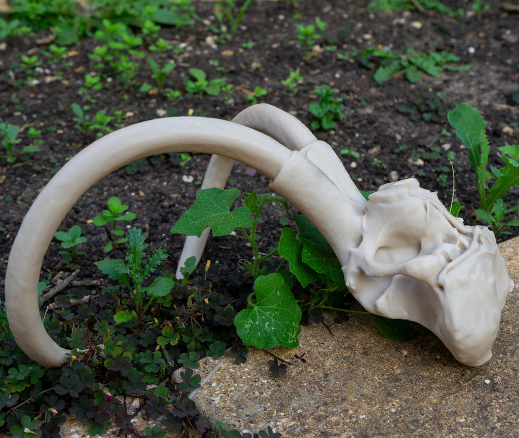 Scaled Down Woolly Mammoth Skull Replica – Realistic 3D Printed Bone Model