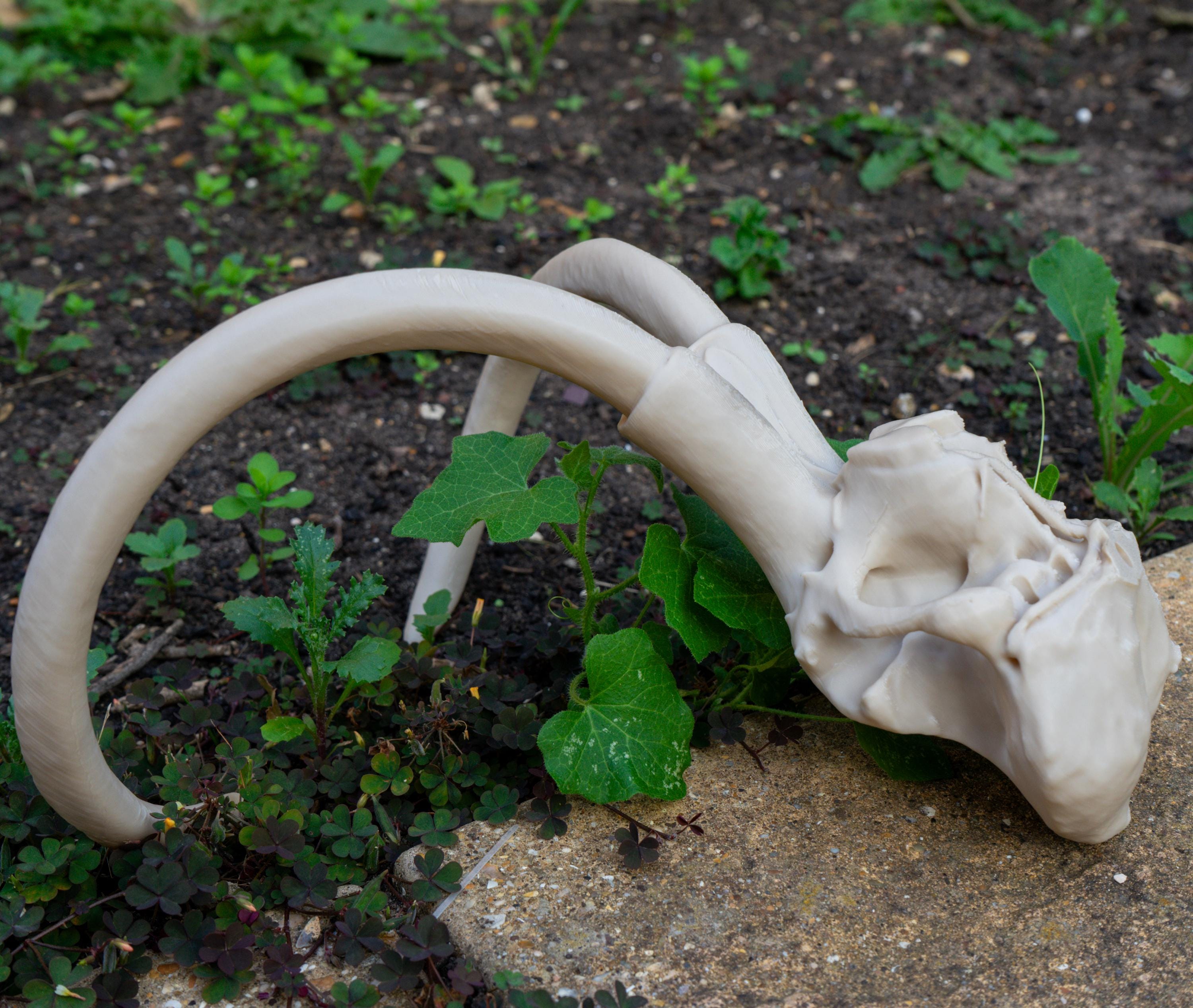 Scaled Down Woolly Mammoth Skull Replica – Realistic 3D Printed Bone Model