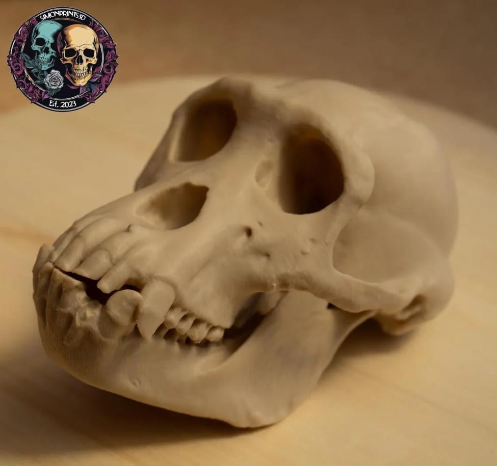 Hominids Skull Bundle - Life Size 3D Print (Human, Gorilla & Chimp)
