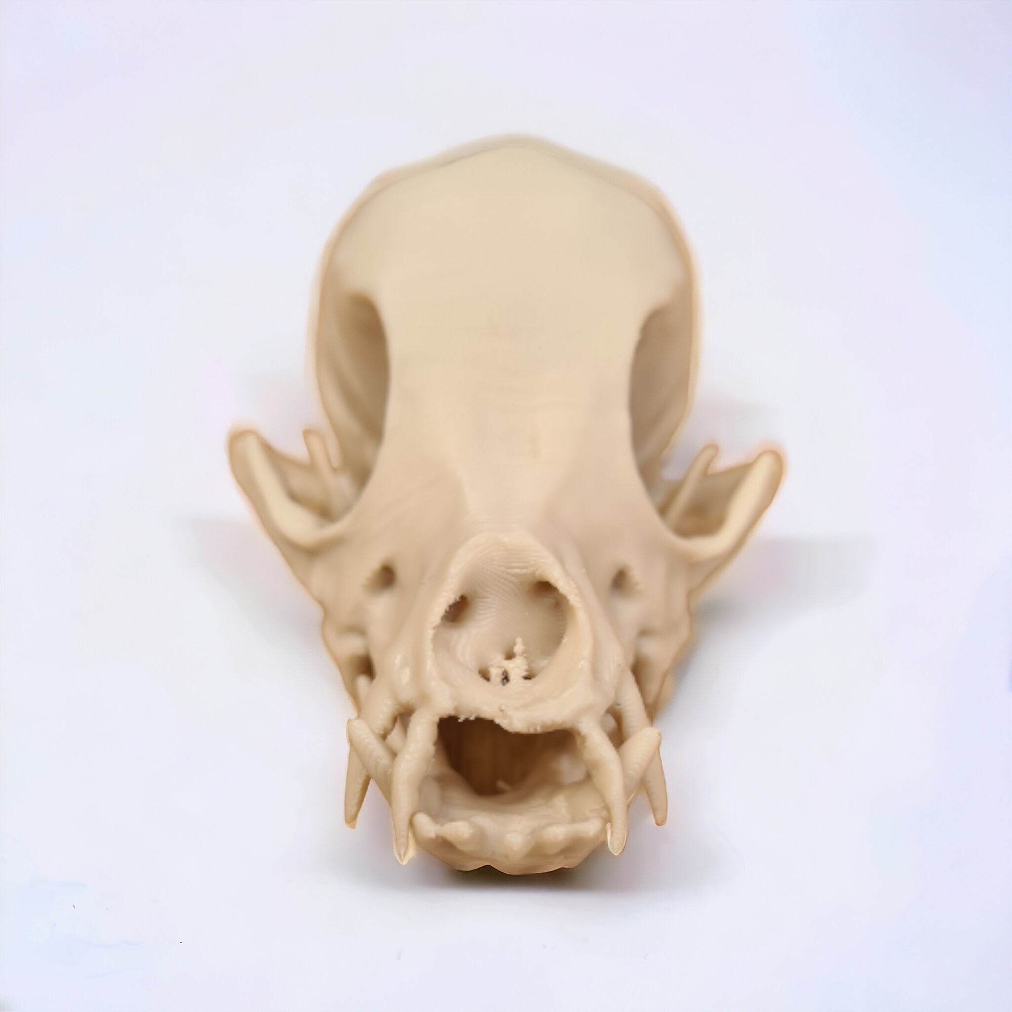 Chihuahua Skull - Life Size 3D Print