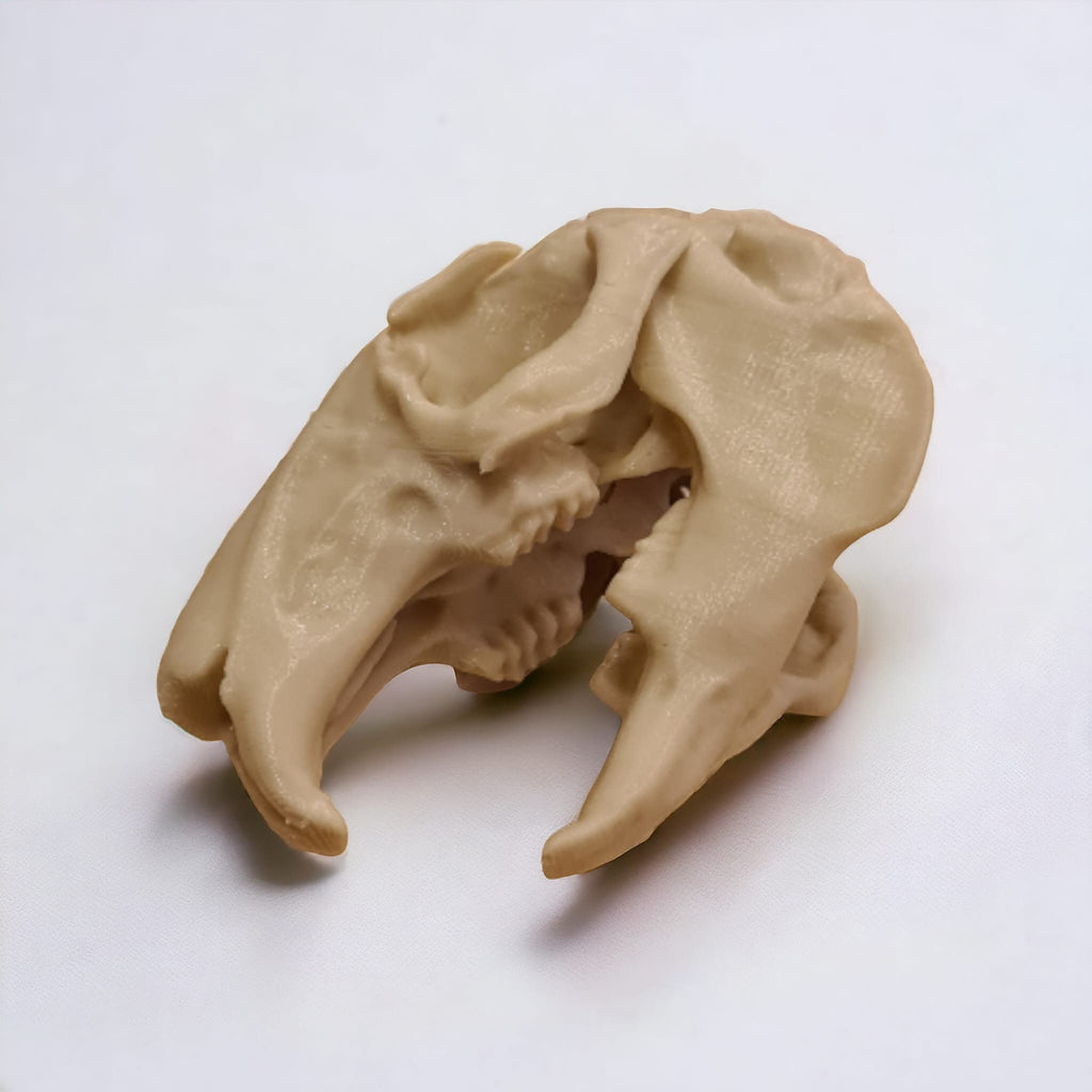 Rabbit Skull - Life Size 3D Print
