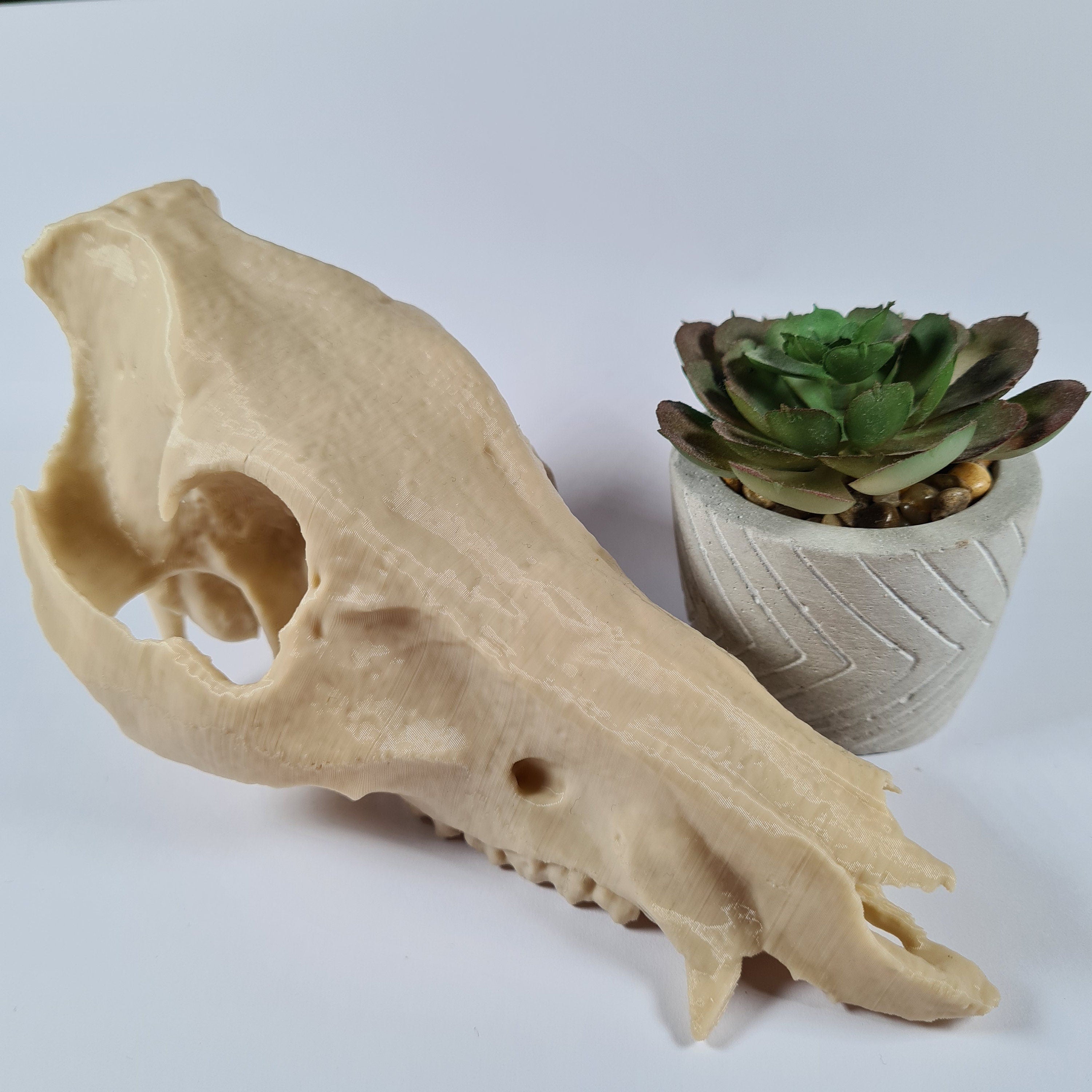 Boar Skull - Life Size 3D Print