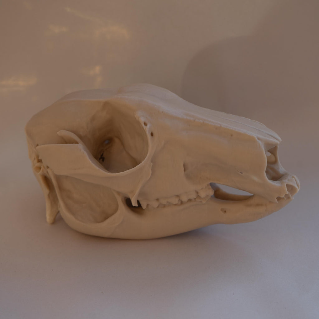 Wallaby Skull - Life Size 3D Print