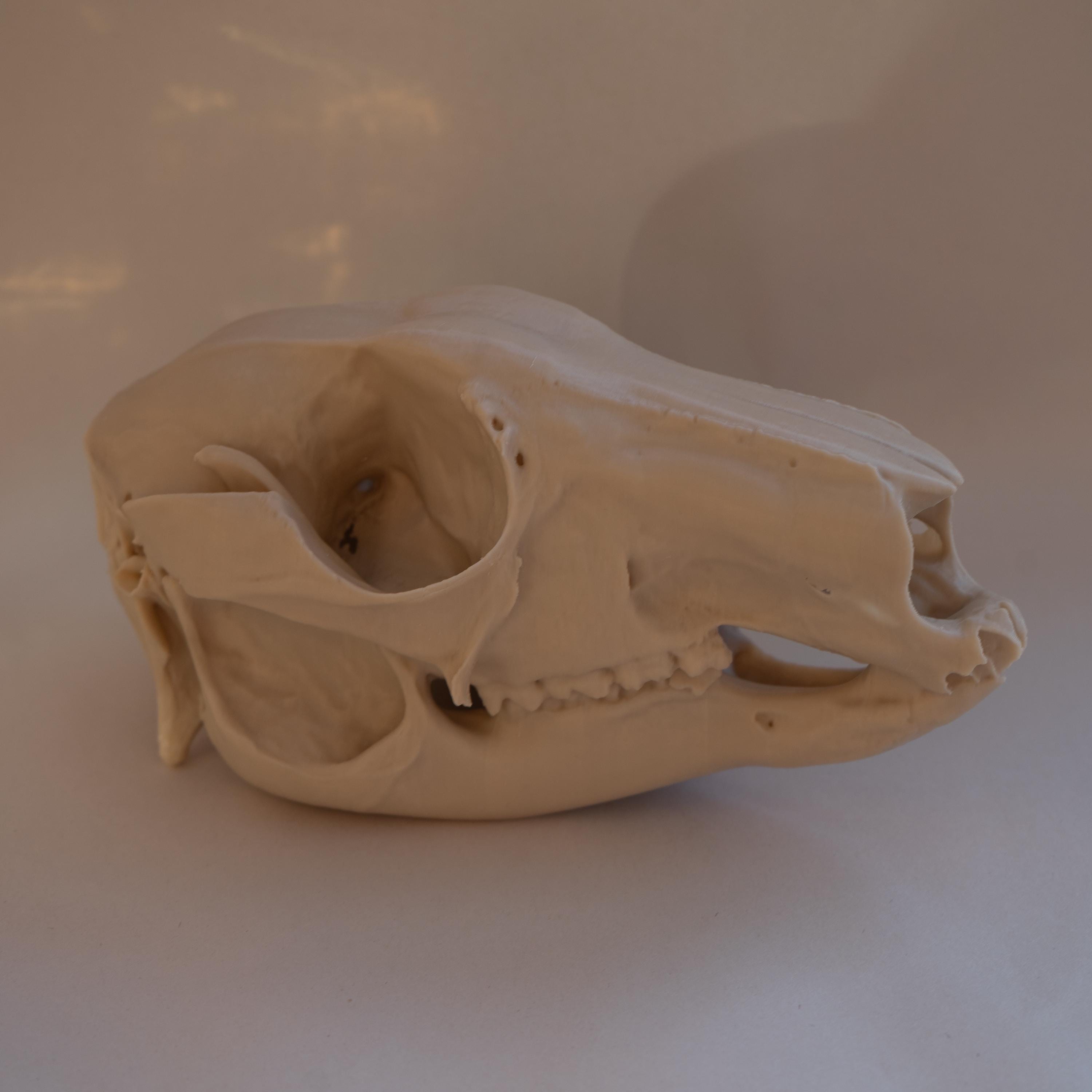 Wallaby Skull - Life Size 3D Print