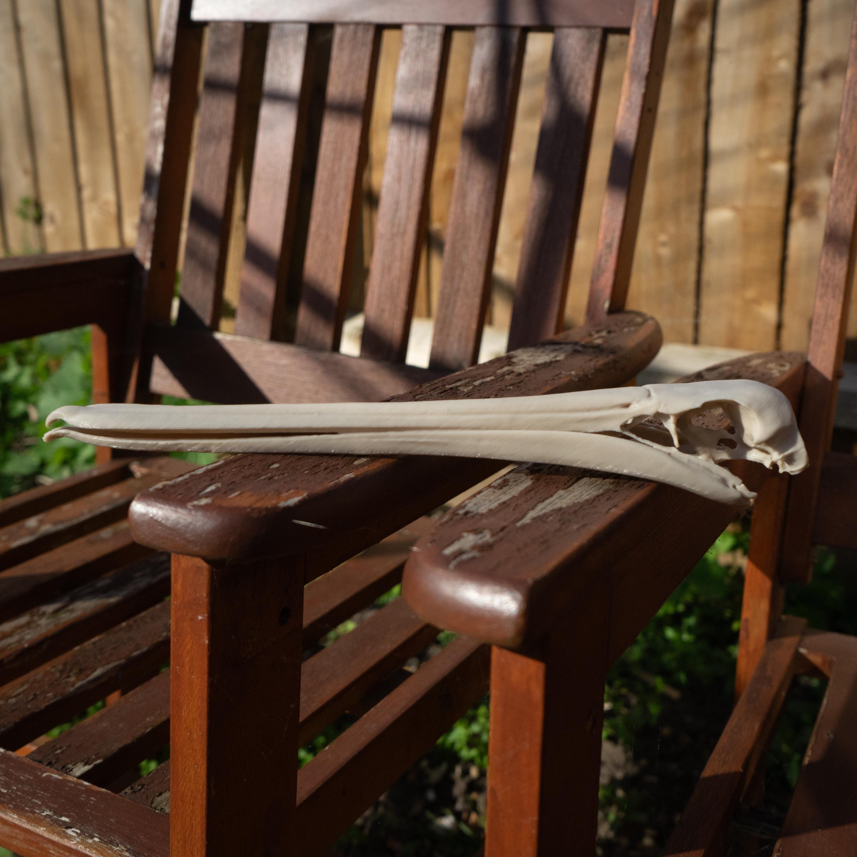 Pelican Skull - 3D Print