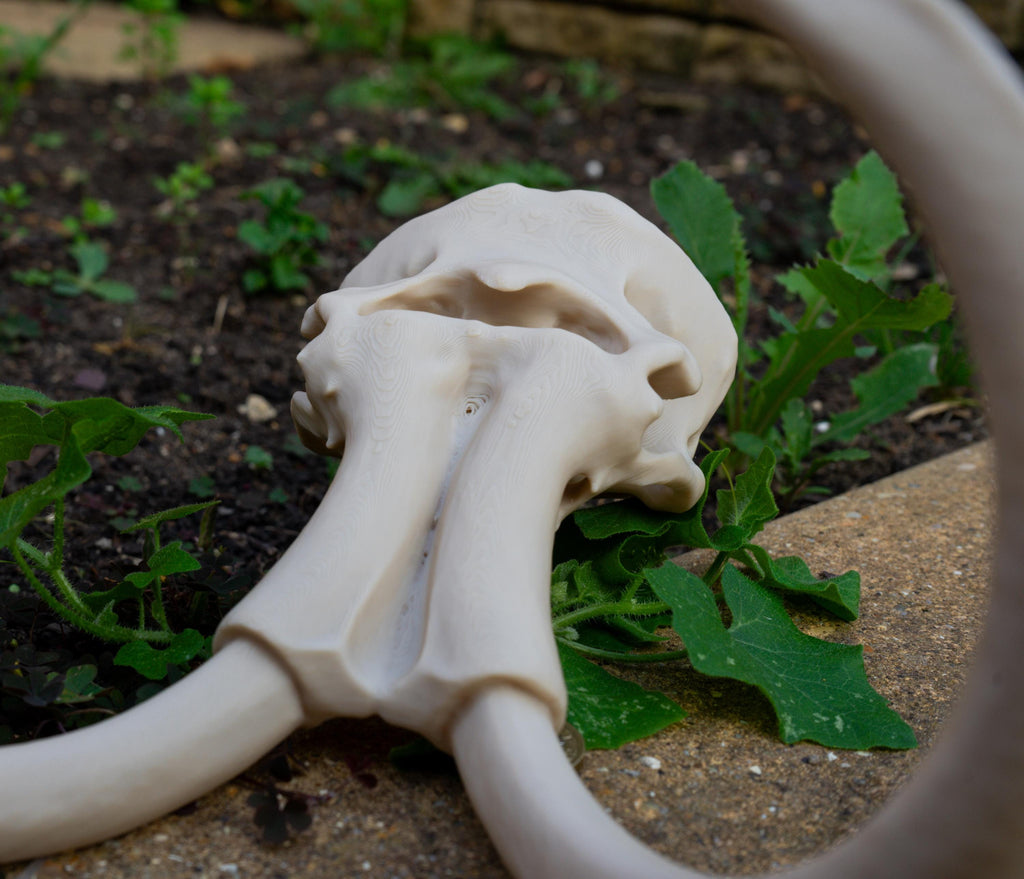 Scaled Down Woolly Mammoth Skull Replica – Realistic 3D Printed Bone Model