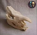 Rhinoceros Skull - 3D Print