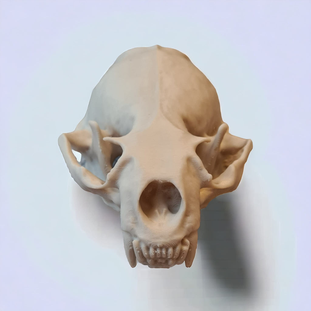River Otter Skull - Life Size 3D Print
