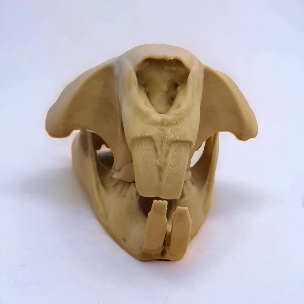 Beaver Skull - Life Size 3D Print