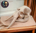Elephant Skull - 3D Print
