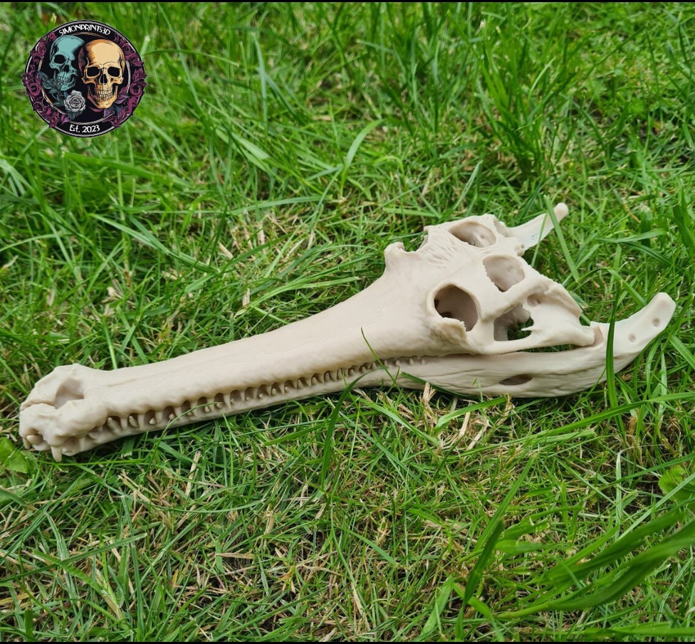Gharial Skull - 3D Print