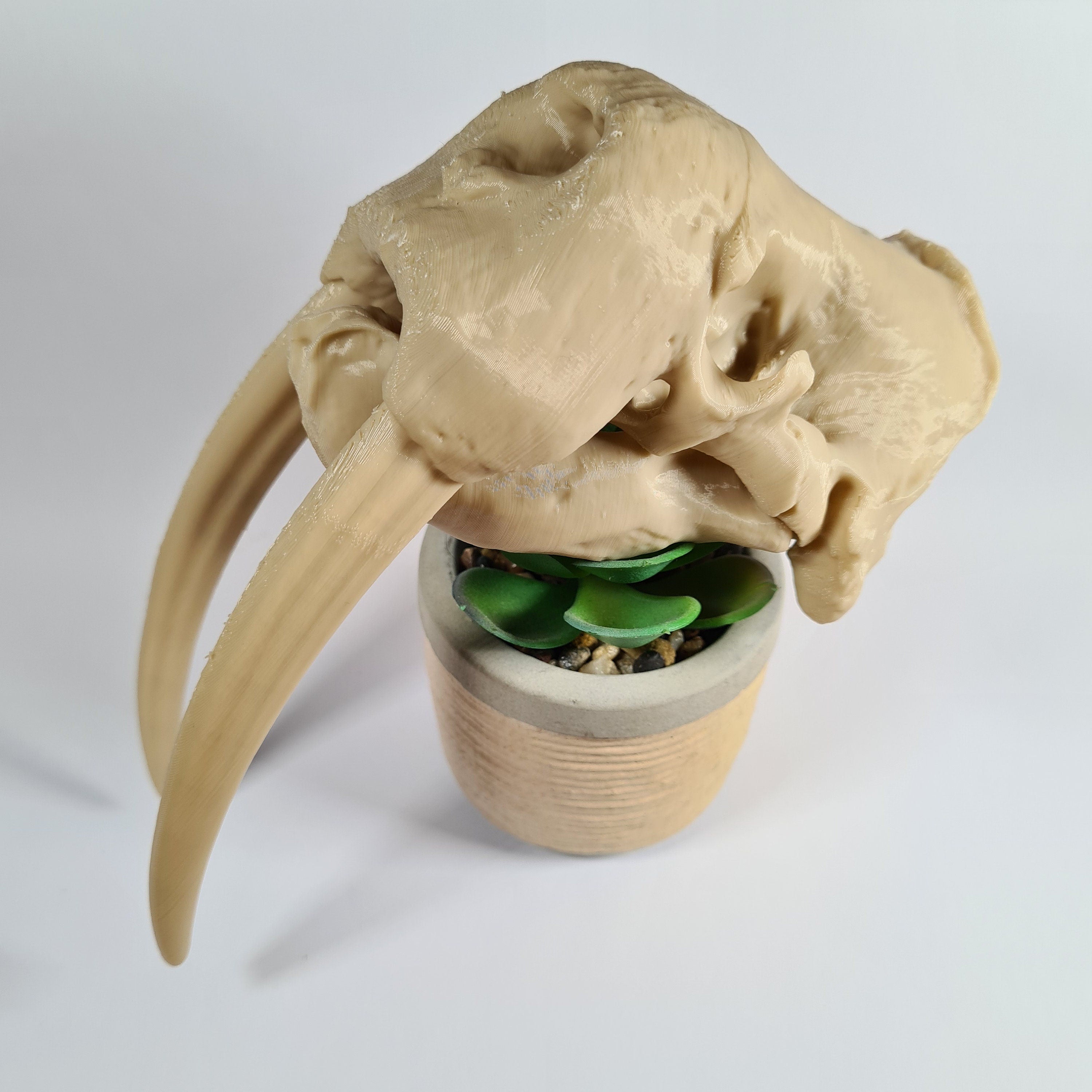 Walrus Skull - 3D Print