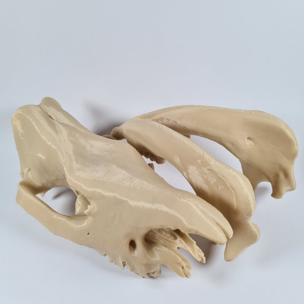 Rhinoceros Skull - 3D Print