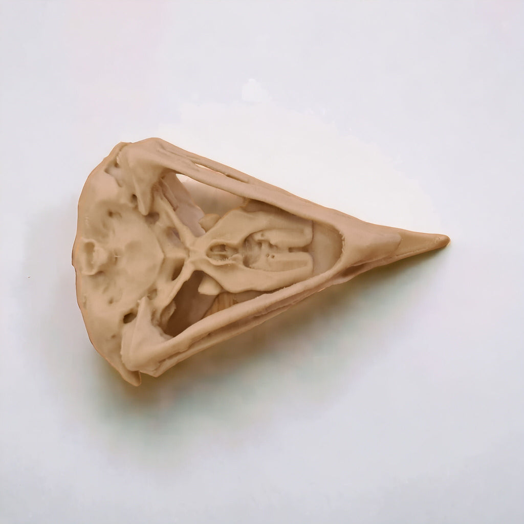 King Vulture Skull - Life Size 3D Print