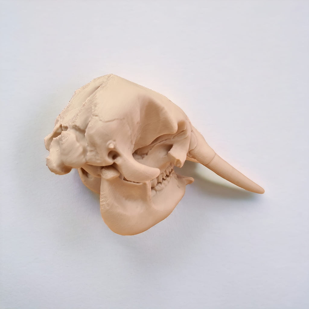 Elephant Skull - 3D Print