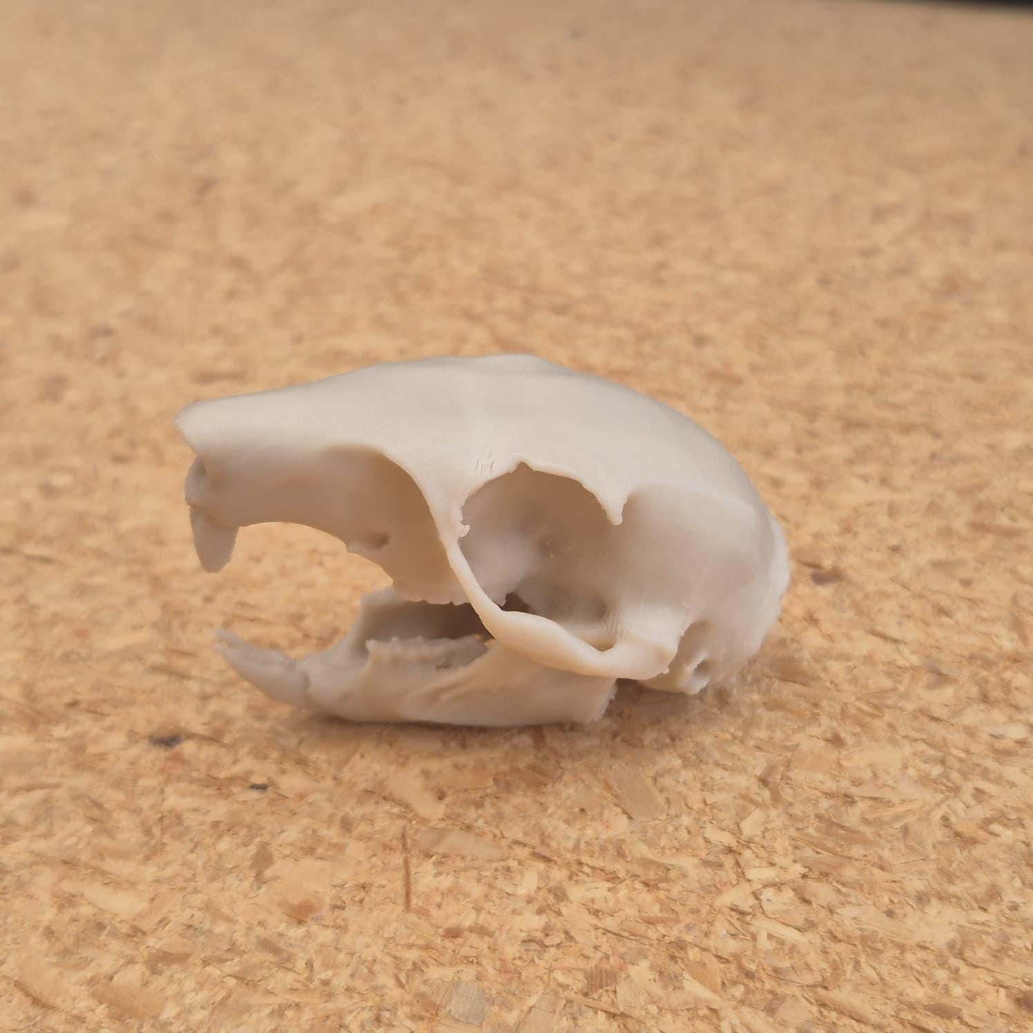 Squirrel Skull - Life Size 3D Print