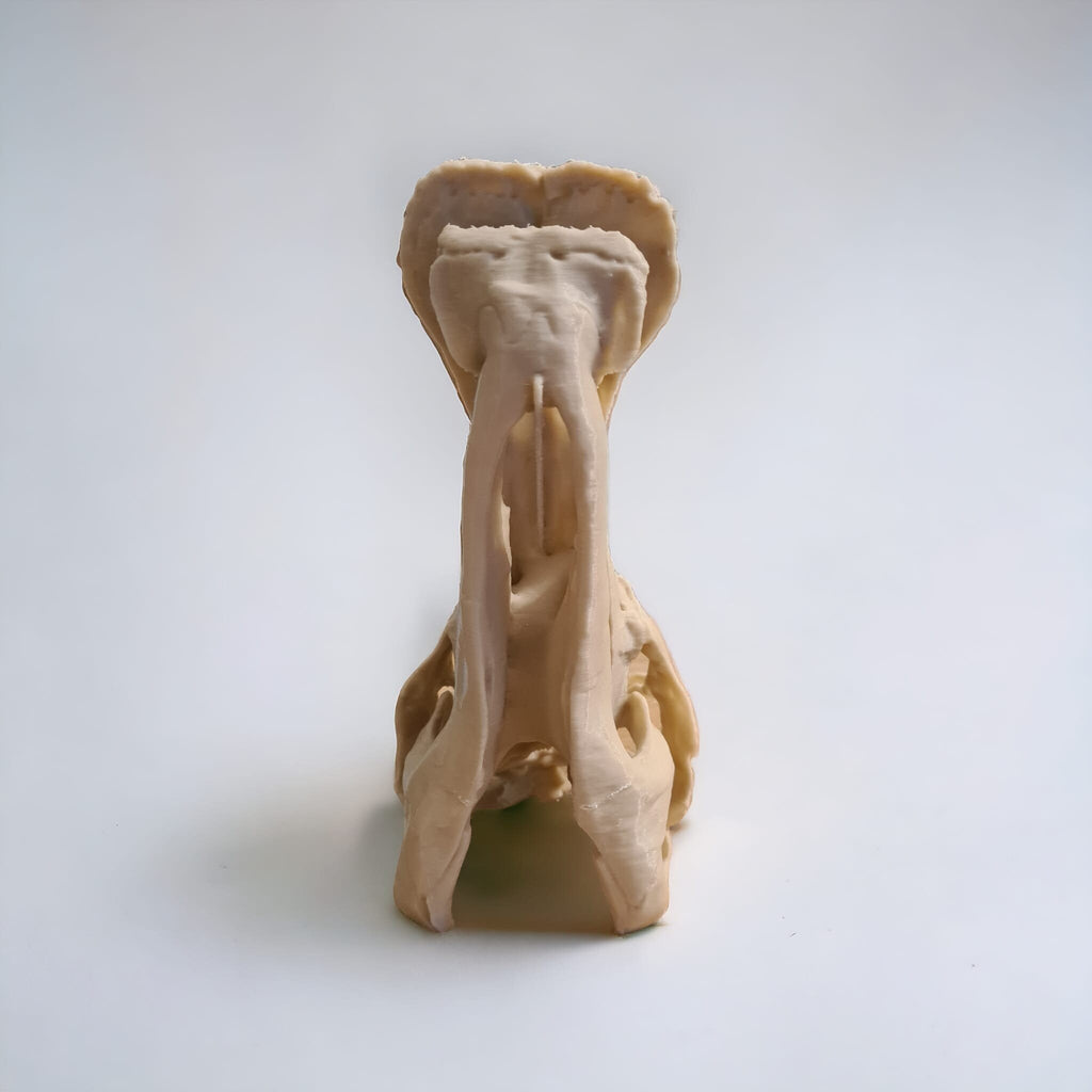 Edmontosaurus Dinosaur skull - 3D Print