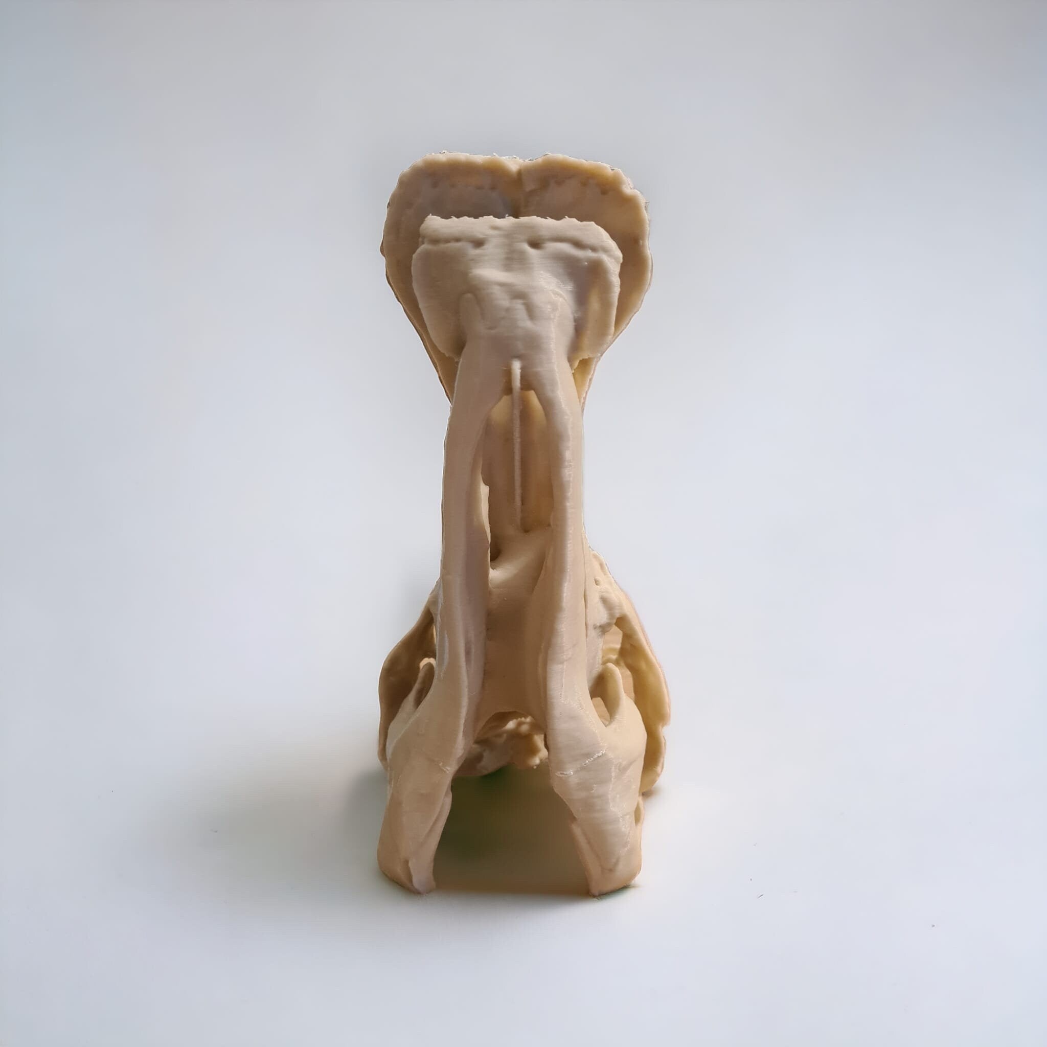Edmontosaurus Dinosaur skull - 3D Print